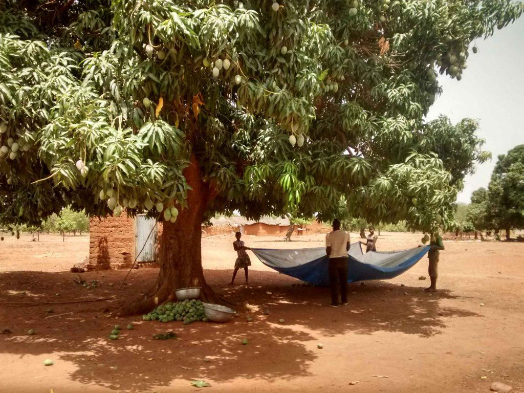 Harvesting mango under a large tree in Burkina Faso